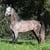 Annuncio cavallo