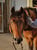 Horse ad