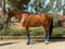 Horse ad