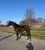 Annuncio cavallo