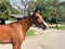 Annuncio cavallo
