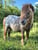Annuncio cavallo