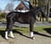Annuncio cavallo