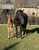 Annuncio cavallo