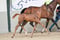Annuncio cavallo