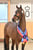 Annuncio cavallo
