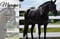 Annuncio cavallo
