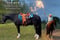 Annuncio cavallo