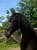 Annuncio cavallo