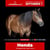 Annuncio cavallo