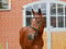 Horse ad