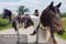 Annuncio cavallo