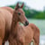 Horse ad