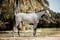 Horse ad