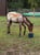 Horse ad