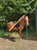 Horse ad