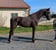 Horse ad