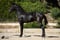 Horse ad