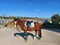 Horse ad