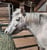 Horse ad