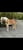 Annonce cheval