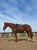 Annonce cheval
