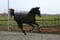 Annuncio cavallo