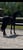Annuncio cavallo
