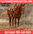 Horse ad