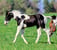 Horse ad