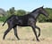 Horse ad