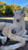Horse ad