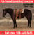 Horse ad