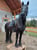 Anuncio de caballos