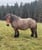 Annuncio cavallo
