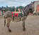 Horse ad