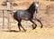 Annuncio cavallo