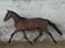 Horse ad