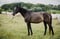 Horse ad
