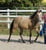 Annuncio cavallo