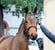 Horse ad
