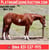 Horse ad