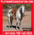 Horse ad
