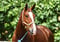 Horse ad