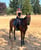 Horse ad