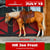 Annuncio cavallo