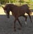 Horse ad