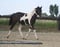 Horse ad