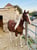 Anuncio de caballos