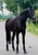 Annuncio cavallo
